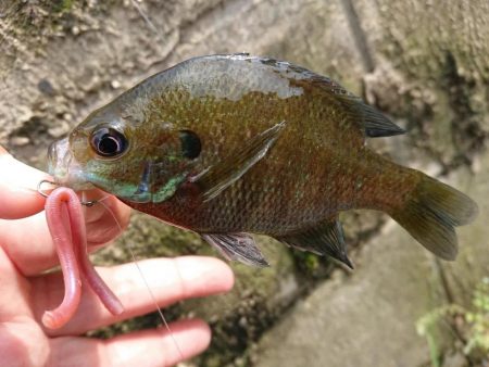 ブルーギル