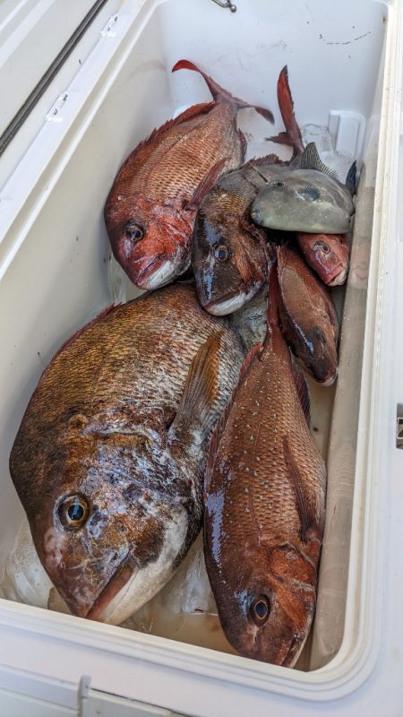 鷹巣沖　マダイ釣り