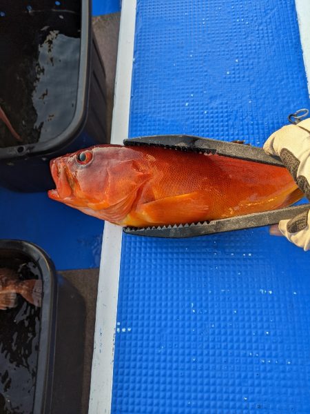 潮が流れず。。。