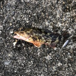 朝まずめほぼ反応無し