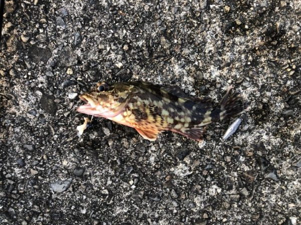 朝まずめほぼ反応無し