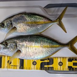 シマアジ〜マダイ リレー