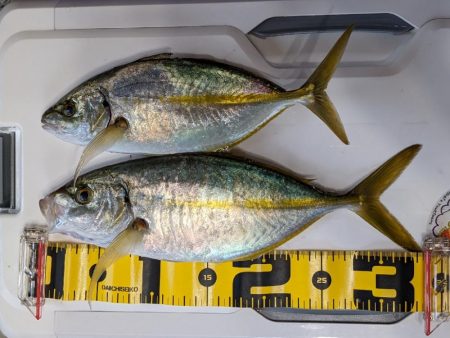 シマアジ〜マダイ リレー