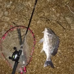 シーバスはいつ釣れる