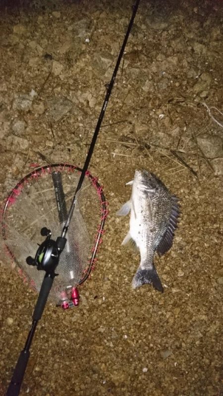 シーバスはいつ釣れる