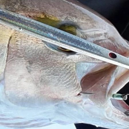 ロックショアマグロ&カンパチ