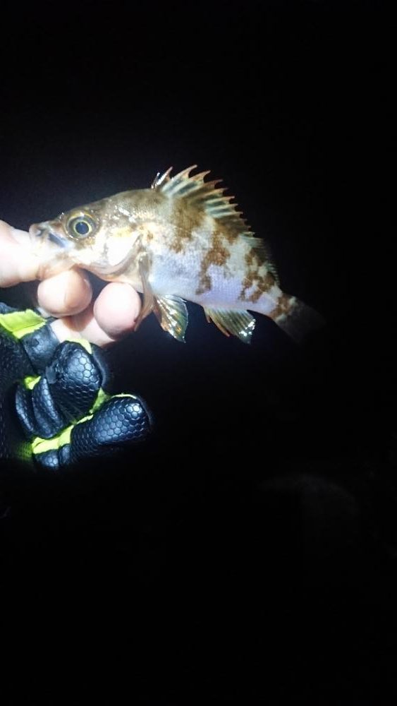 フロートゲーム