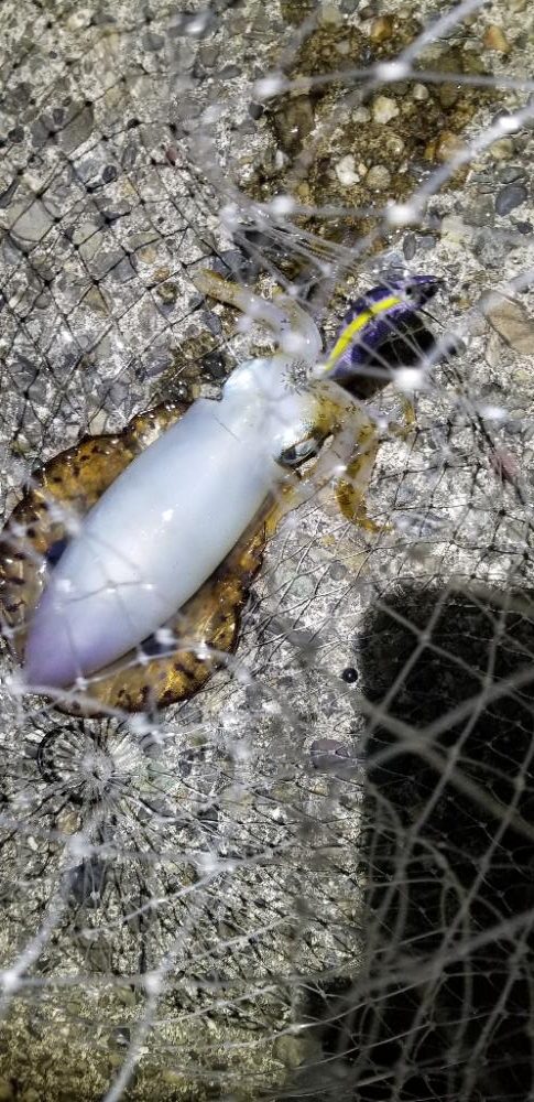 釣れない時間から一転。連発のエギング。