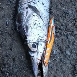 陸っぱりタチウオ