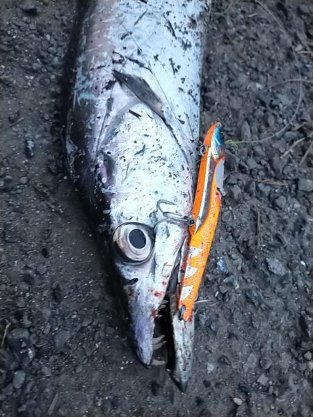 陸っぱりタチウオ