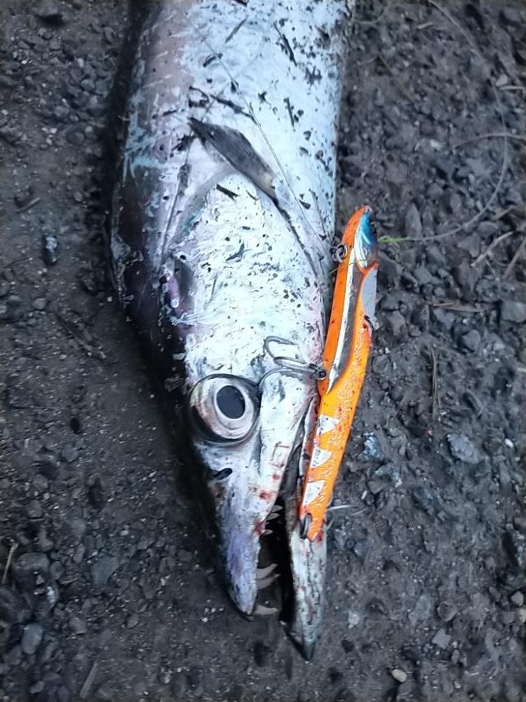 陸っぱりタチウオ