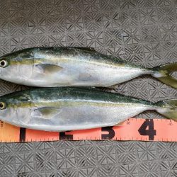 加太 山田丸さんでハマチ!