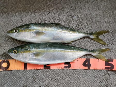 加太 山田丸さんでハマチ！