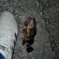 アジングのはずがメバリング・ガシリング