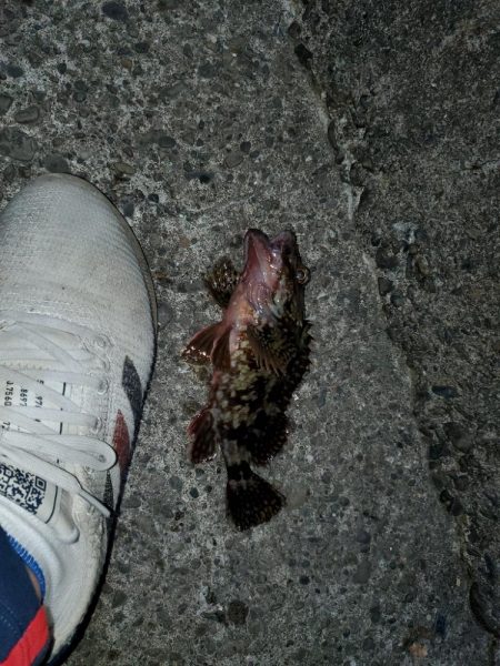 アジングのはずがメバリング・ガシリング