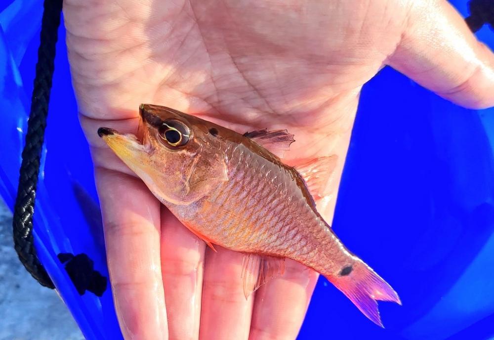 熱海港にてキンギョ釣り