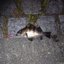 癒しのライトゲーム