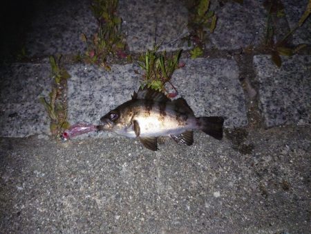 癒しのライトゲーム