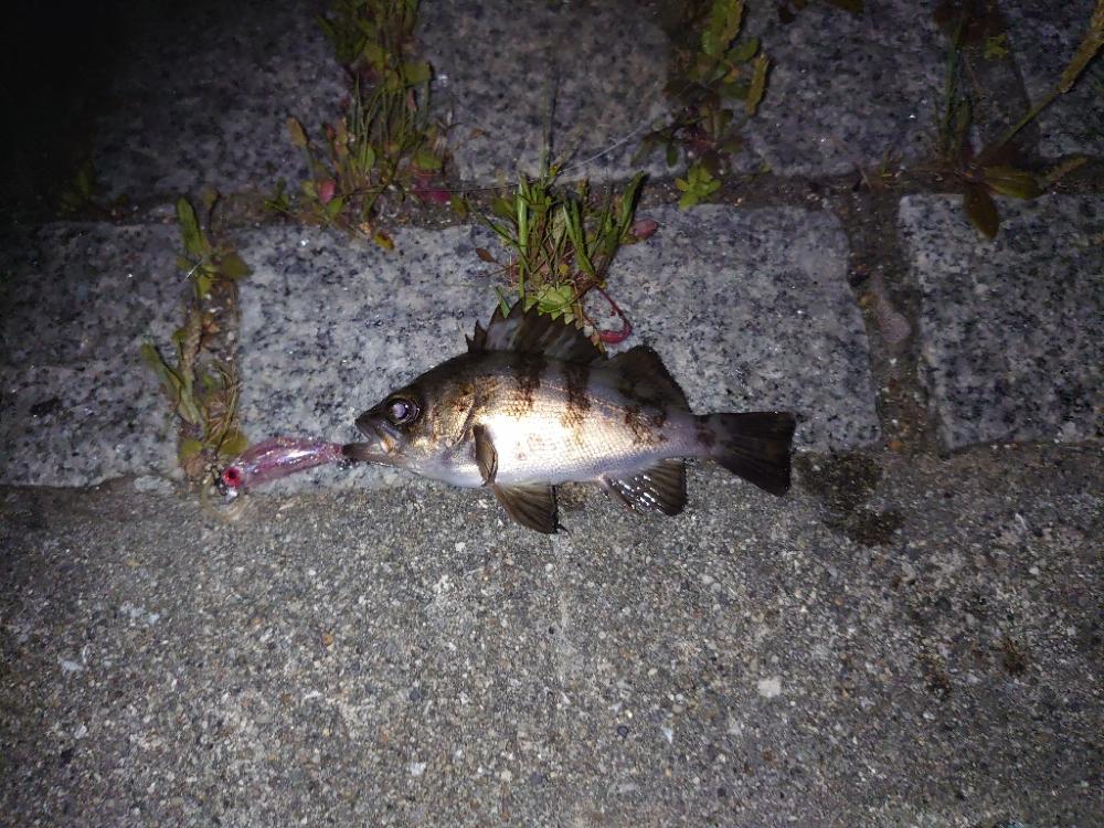 癒しのライトゲーム