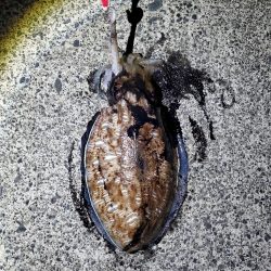 紋甲烏賊ゲット★