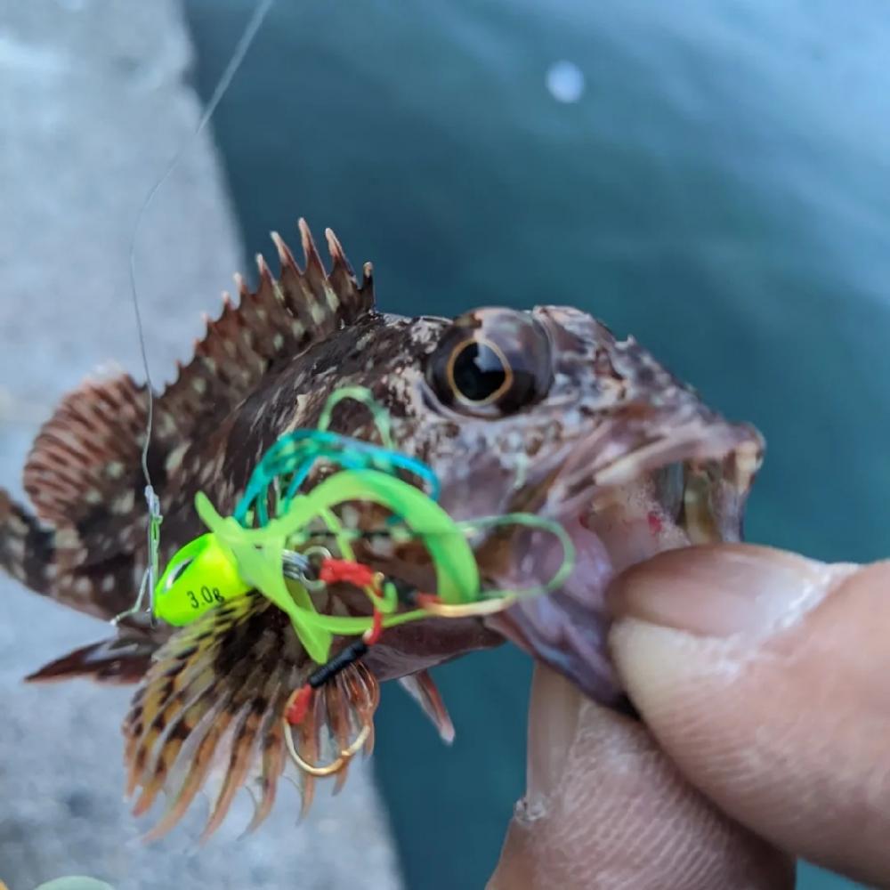 日本海五目釣り