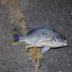 シーバスと思いきや