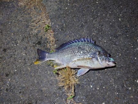 シーバスと思いきや