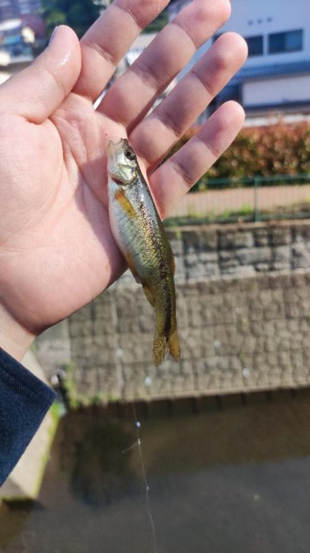 高尾の小川でハヤ釣り