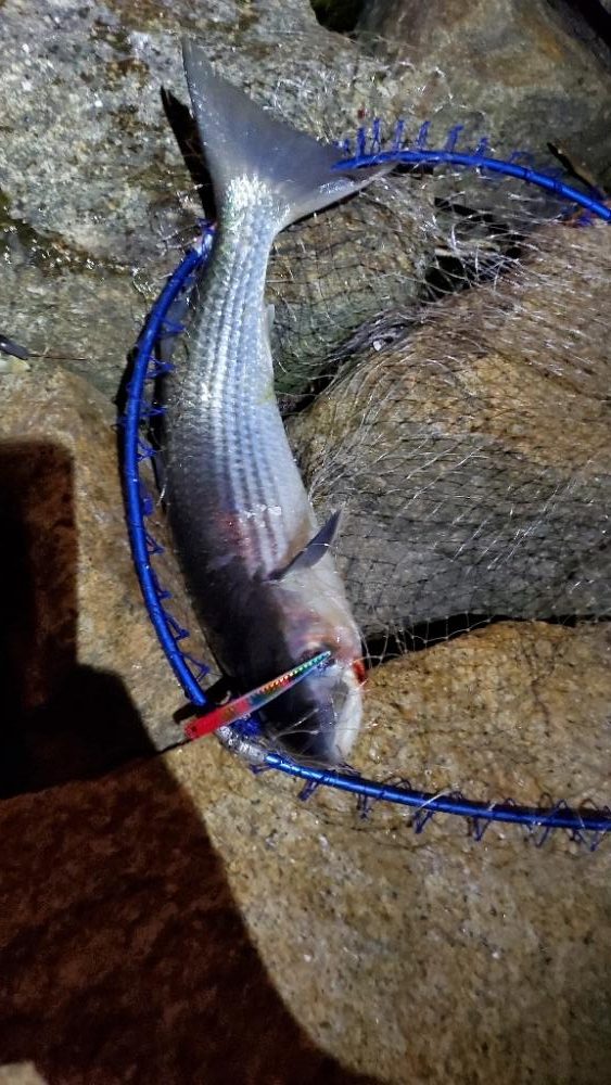 バチパターン　で　ゲドー