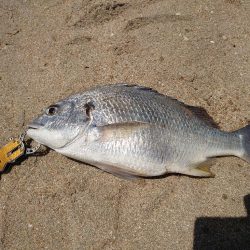 久しぶりのブッコミ釣り