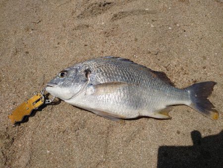 久しぶりのブッコミ釣り