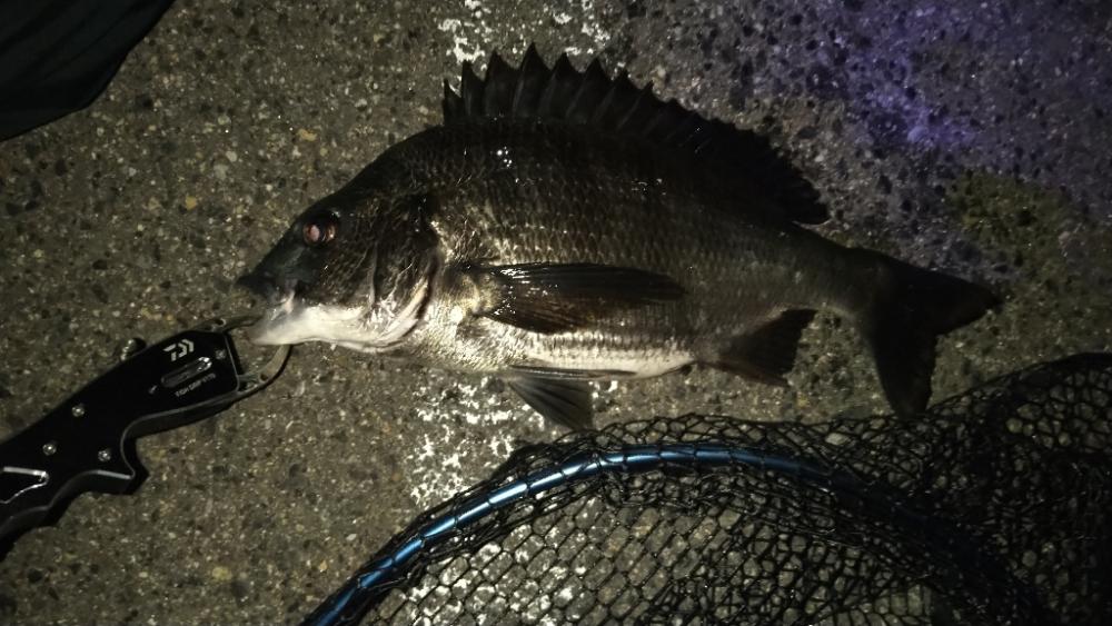 バチシー諦めチニング