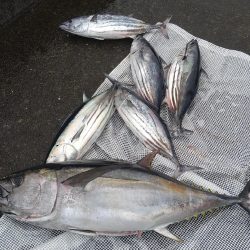 初キハダキャスティング