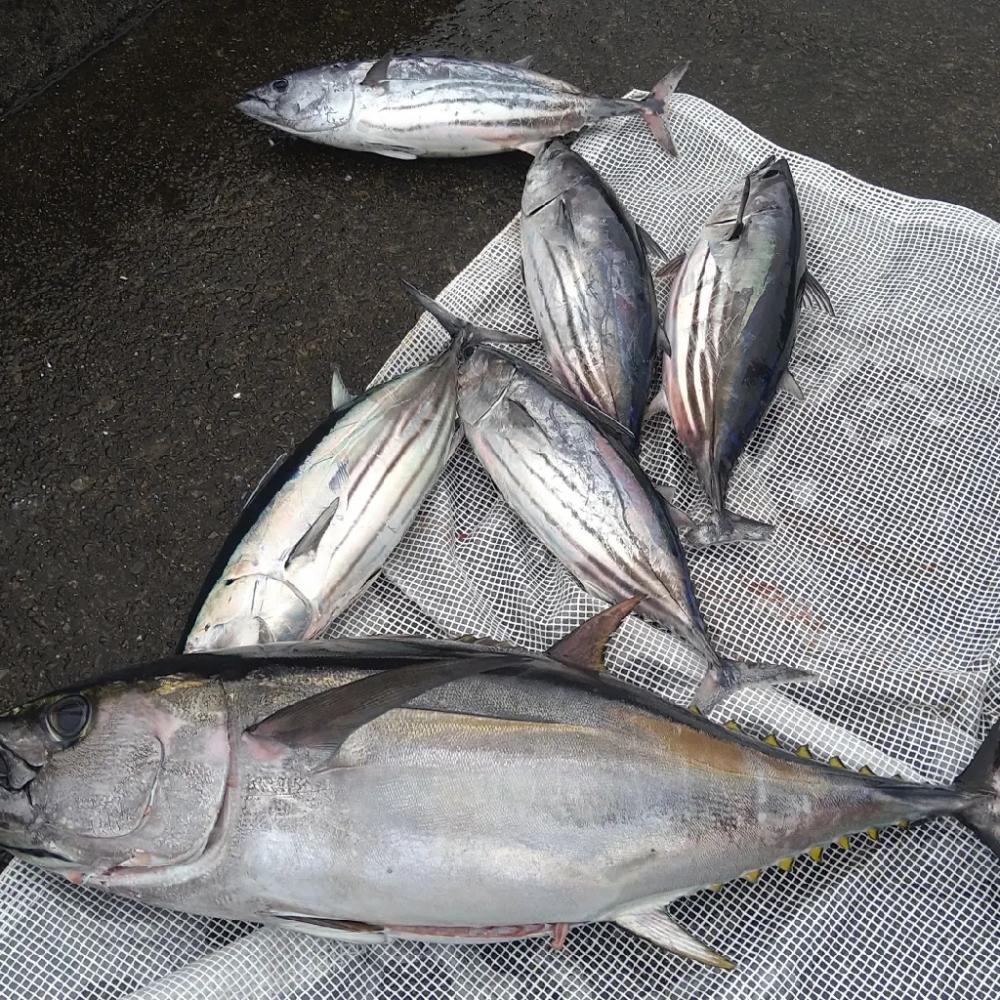 初キハダキャスティング