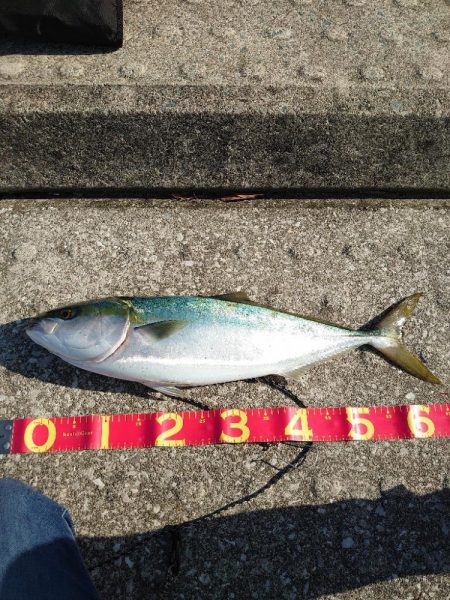 ショアジギング