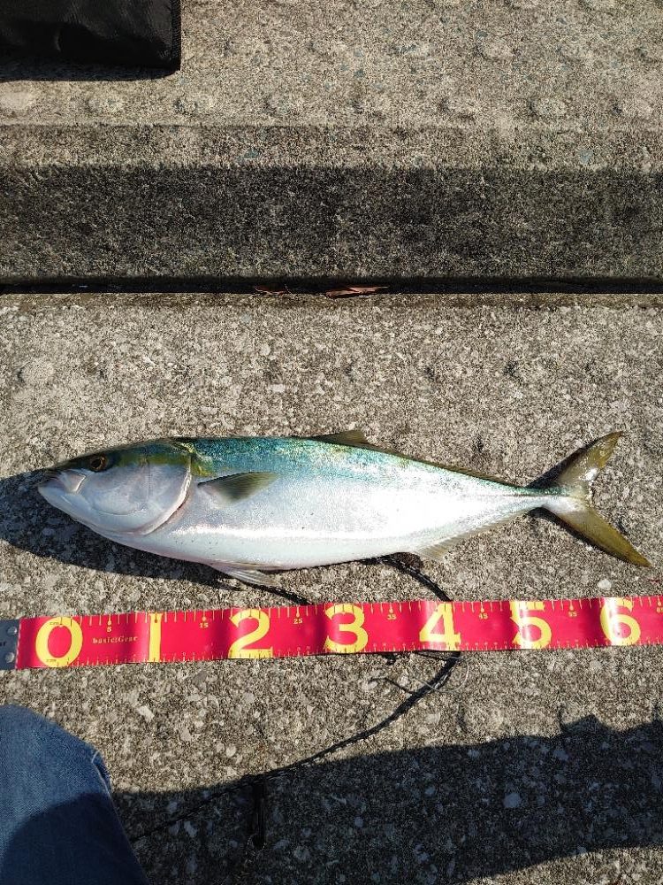 ショアジギング