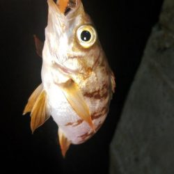 春の小豆島はメバル祭り