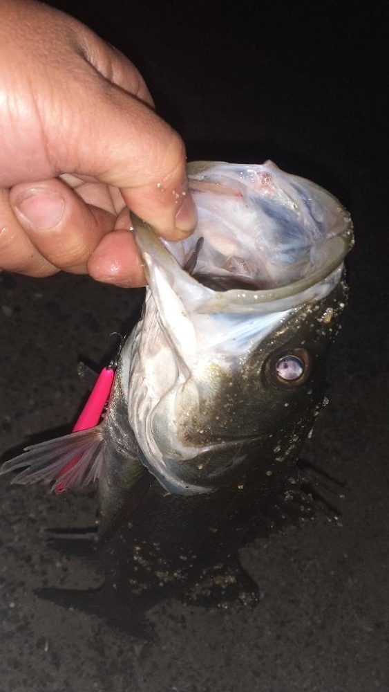 バチ調査いってきた！