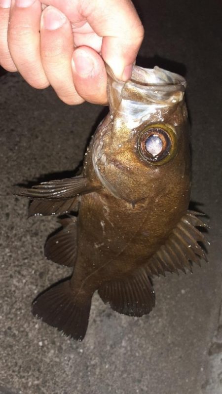 久々のメバリング