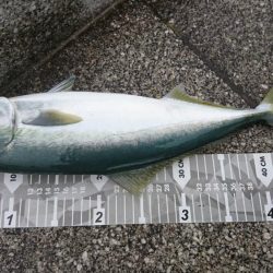 やっとアキュラで青物釣れた…