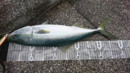 やっとアキュラで青物釣れた…