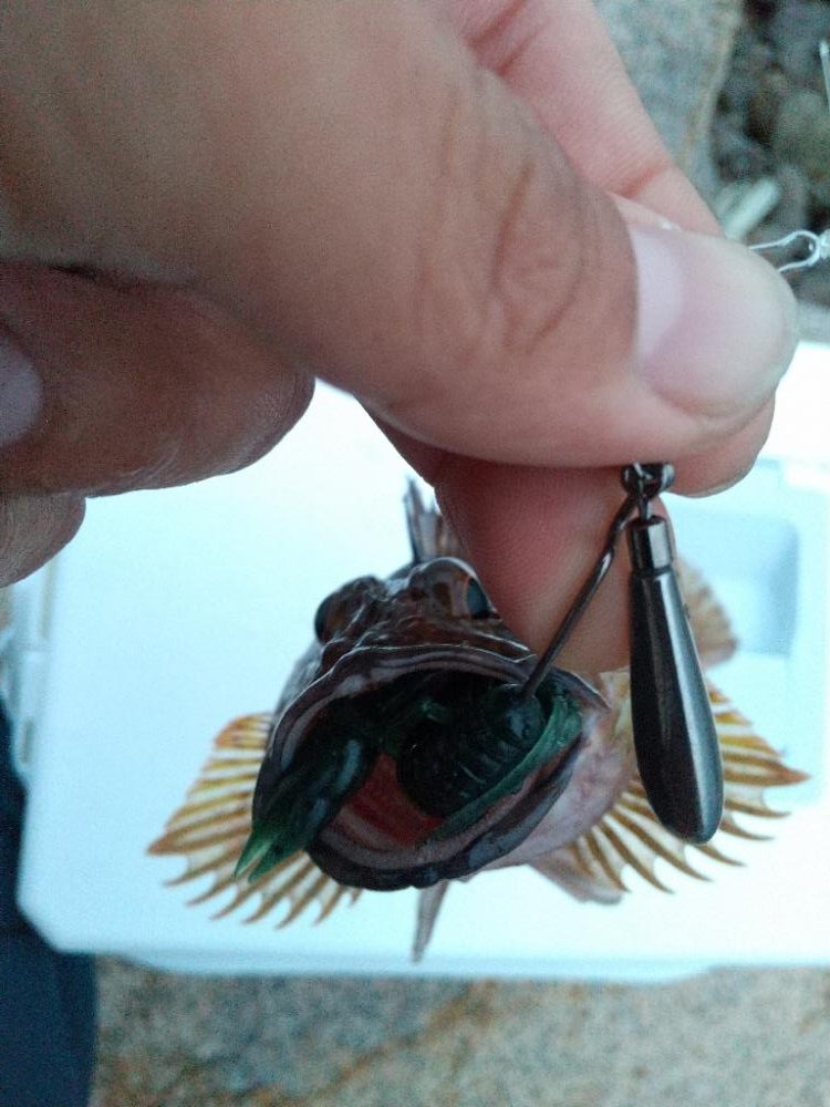 久しぶりな釣り