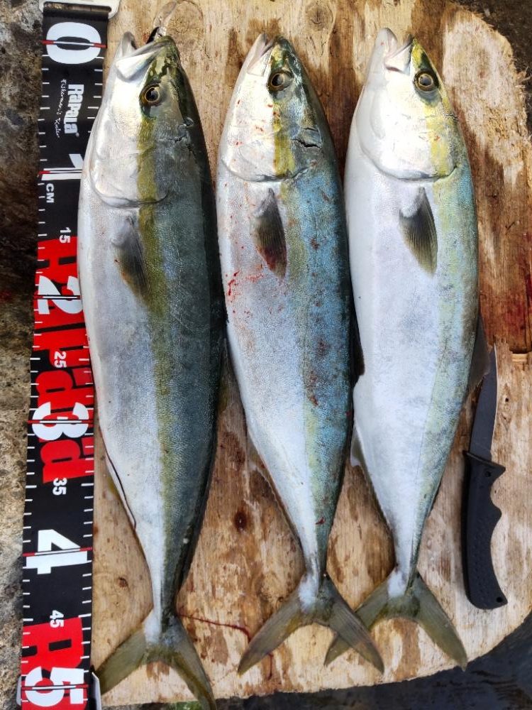 ショアプラッキング