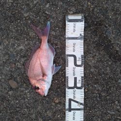 5/21釣果 中紀 マダイ