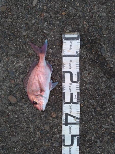 5/21釣果　中紀　マダイ