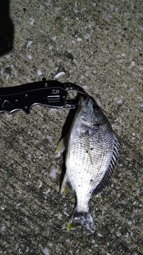 バチシーは何処へ？