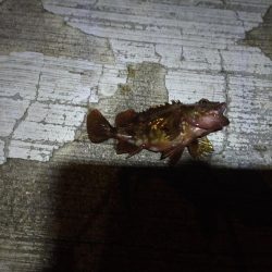 ウキ釣り、ショアジギングまたも不発