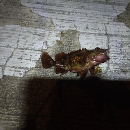 ウキ釣り、ショアジギングまたも不発