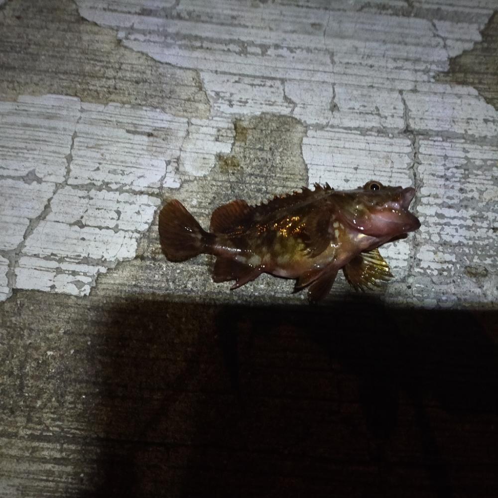 ウキ釣り、ショアジギングまたも不発