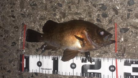 久々のメバリング